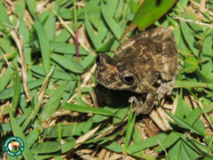 Dendropsophus seniculus