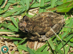 Dendropsophus seniculus