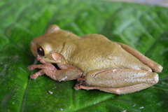 Lophyohylinae