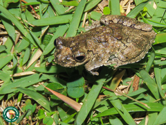 Dendropsophus seniculus