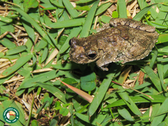 Dendropsophus seniculus