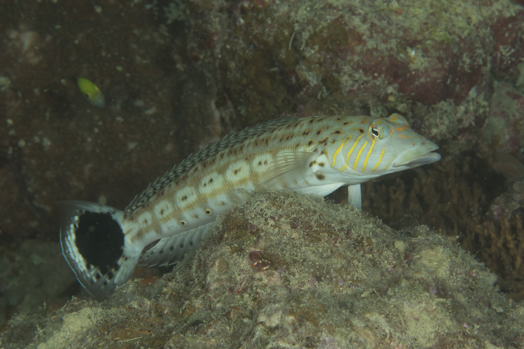 Yellowbanded Sandperch