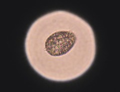 Colepidae
