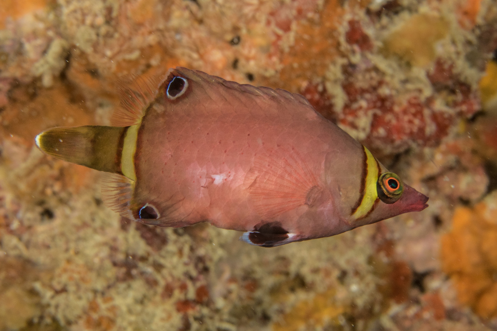 Blackspot pigmy wrasse (Wetmorella nigropinnata) — Labridae
