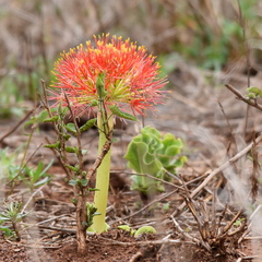 Scadoxus multiflorus multiflorus