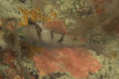 Pristicon rhodopterus