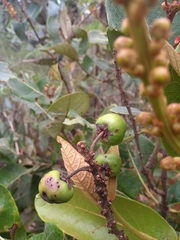 Byrsonima verbascifolia