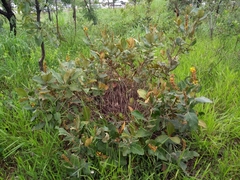 Byrsonima verbascifolia