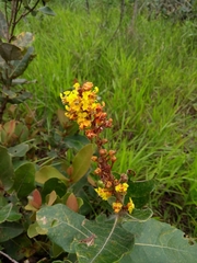 Byrsonima verbascifolia