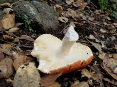 Lactarius luculentus