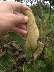 Byrsonima verbascifolia