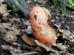 Lactarius luculentus