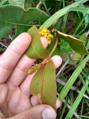 Byrsonima verbascifolia