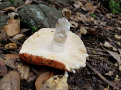 Lactarius luculentus
