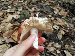 Lactarius luculentus