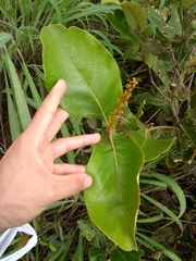 Byrsonima verbascifolia