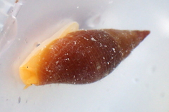 Probata barbadensis