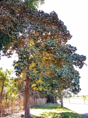 Sterculia apetala