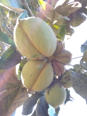 Sterculia apetala