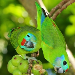 Cyclopsitta diophthalma