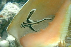 Pareques acuminatus
