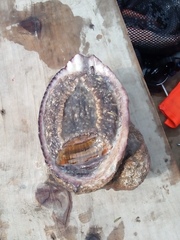 Concholepas concholepas