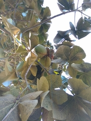 Sterculia apetala