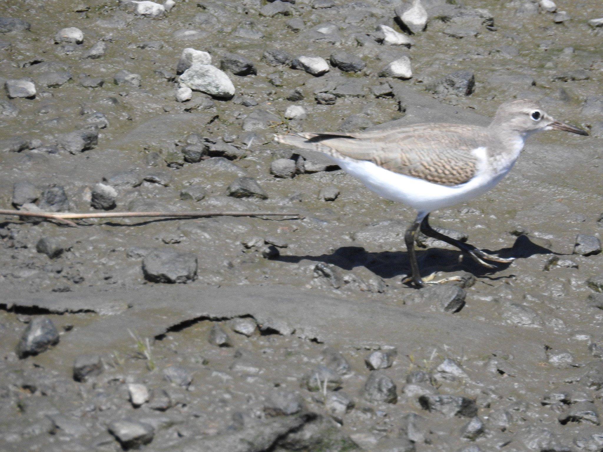 Actitis macularius (Linnaeus, 1766)