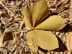Sterculia apetala
