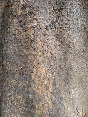 Sterculia apetala