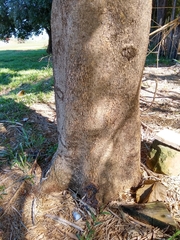 Sterculia apetala