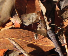 Leuronychus pacificus