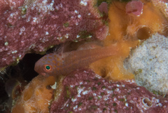 Trimma macrophthalmus