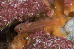 Trimma macrophthalmus