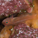 Flame Goby - Photo (c) Mark Rosenstein, some rights reserved (CC BY-NC-SA), uploaded by Mark Rosenstein
