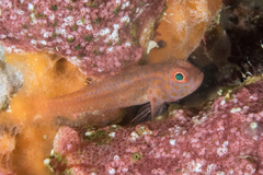 Trimma macrophthalmus