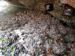 Pyura chilensis