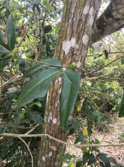 Aristolochia trilobata
