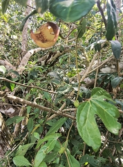 Aristolochia trilobata, photograph Pablo Bombín, CC BY, iNaturalist via GBIF
