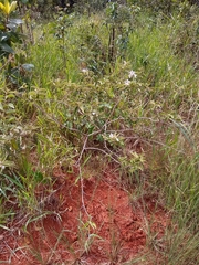 Solanum subumbellatum