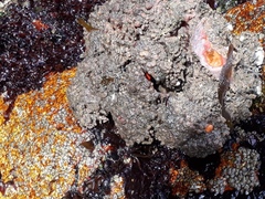 Pyura chilensis