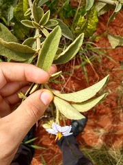 Solanum subumbellatum