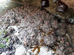 Pyura chilensis