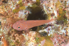 Trimma macrophthalmus