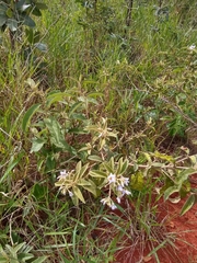 Solanum subumbellatum