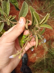 Solanum subumbellatum