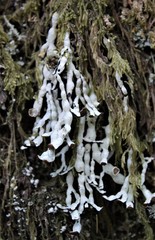 Hypogymnia duplicata