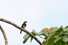 Notharchus pectoralis