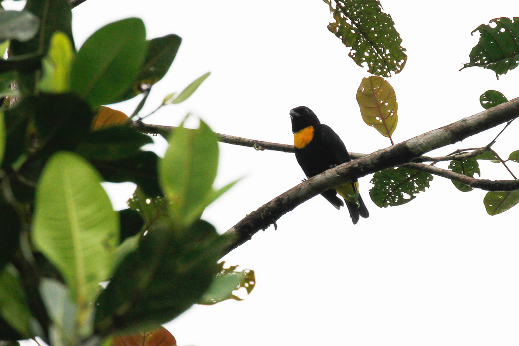 Golden-Chested Tanager