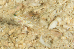 Fusigobius melacron